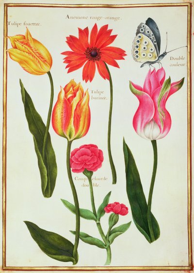 Tulpen, anemoon, lychnis en een vlinder door Nicolas Robert